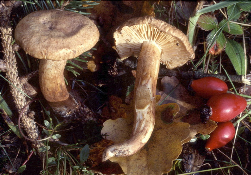 Tricholoma psammopus